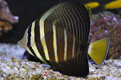 zebrasoma-veliferum_importfish