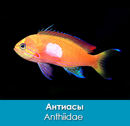 antiasy_anthiidae_importfish