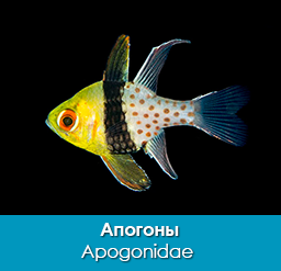 apogony_apogonovye_apogonidae_importfish