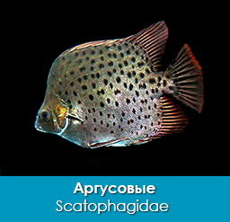 argusovye_scatophagidae_importfish