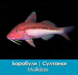 barabulevye_mullidae_sultanki_importfish
