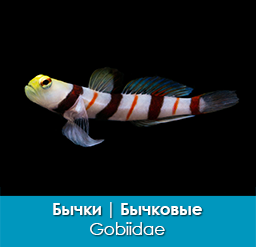 bychki_bychkovye_gobiidae_importfish