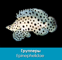 gruppery_epinephelidae_importfish