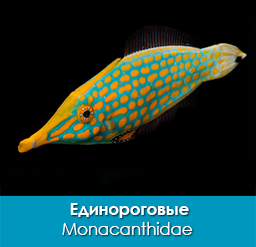 edinorogovye_monacanthidae_importfish