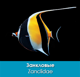 zanklovye_zanclidae_importfish