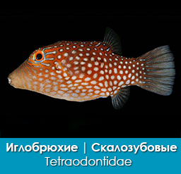 iglobryuxie_skalozubovye_tetraodontidae_importfish