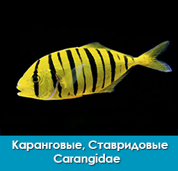 karangovye_ctavridovye_carangidae_importfish