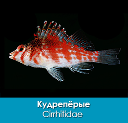 kudrepyorye_cirrhitidae_importfish