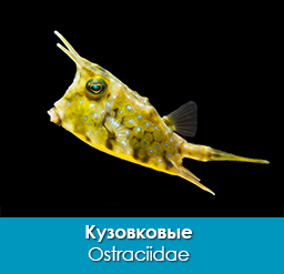 kuzovkovye_ostraciidae_importfish