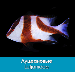 luceanovye_morskie-okuni_lutjanidae_importfish
