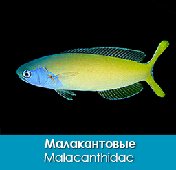 malakantovye_malacanthidae_importfish