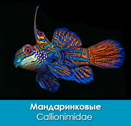 mandarinkovye_callionimidae_importfish