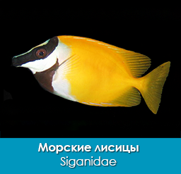 morskie-lisicy_sigany_siganidae_importfish