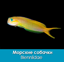 morskie-sobachki_sobachkovye_blenniidae_importfish