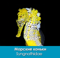 morskie_konki_syngnathidae_importfish