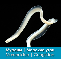 mureny_morskie-ugri_muraenidae_congridae_importfish