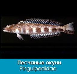 peschanye-okuni_pinguipedidae_importfish