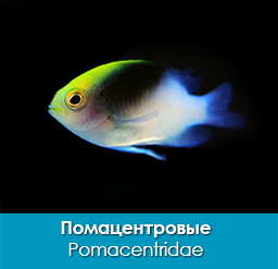 pomacentrovye_pomacentridae_importfish