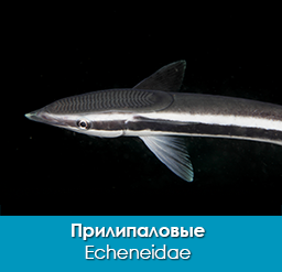 prilipalovye_echeneidae_importfish