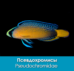psevdoxromisy_pseudochromidae_importfish