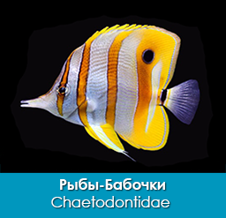 ryby-babochki_shhetinozubye_chaetodontidae_importfish
