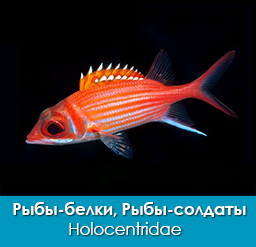 ryby-belki_ryby-soldaty_leshhi_holocentridae_importfish