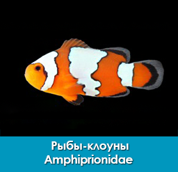 ryby-klouny_pomacentrovye_amphiprionidae_importfish