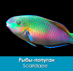 ryby-popugai_scaridaee_importfish