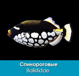 spinorogovye_balistidae_importfish