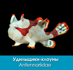udilshhiki-klouny_klounovye_antennariidae_importfish