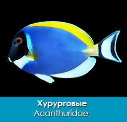 xururgovye_acanthuridae_importfish