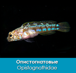 shirokoroty_opistognatovye_opistognathidae_importfish