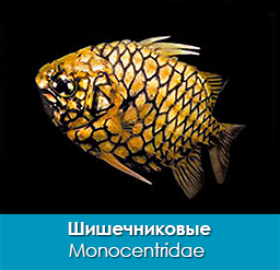 Шишечниковые_Monocentridae_importfish