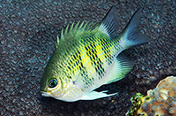 Amblyglyphidodon_Curacao_importfish