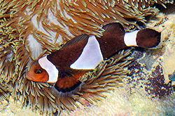 Amphiprion_Ocellaris_brown_importfish
