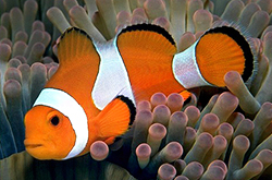 Amphiprion_Ocellaris_orange1_importfish