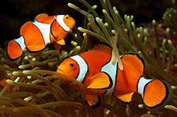 Amphiprion_Ocellaris_orange_importfish
