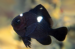 Dascyllus_Trimaculatus_importfish