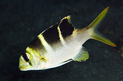 Dischistodus_Fasciatus_importfish