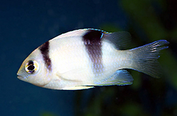 Dischistodus_Perspicillatus_importfish