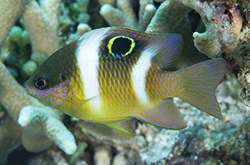 Dischistodus_Pseudochrysopoecilus_importfish