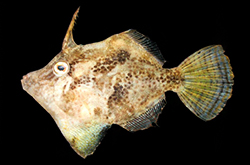 Monacanthus_Chinensis_importfish
