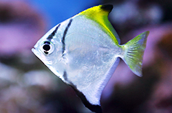 Monodactylus_Argenteus_importfish