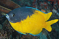 Parma_Bicolor_importfish