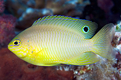 Pomacentrus_Amboinensis_importfish