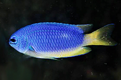 Pomacentrus_Coelestis_importfish