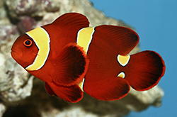 Premnas_Biaculeatus_Goldstripe_importfish