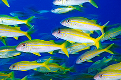 Yellow_Stripe_Snapper__importfish