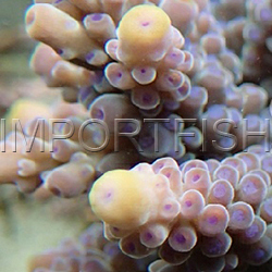 119_Acropora_samoensis_importfish