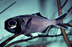Anomalops_Katoptron_importfish